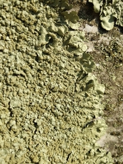 Flavoparmelia soredians