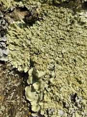 Flavoparmelia soredians