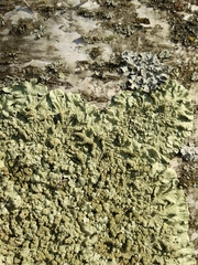 Flavoparmelia soredians