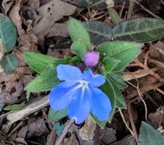 Aegonychon zollingeri