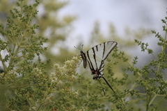 Protographium epidaus