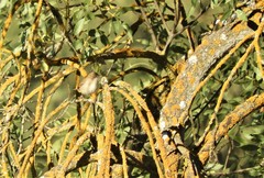 Curruca conspicillata