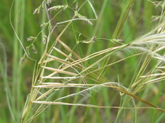 Stipa borysthenica