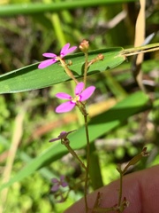 Stylidium debile