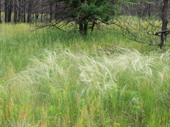 Stipa borysthenica