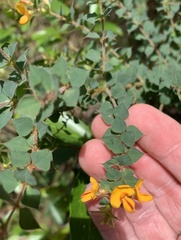 Pultenaea spinosa