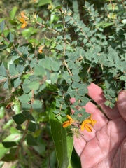 Pultenaea spinosa