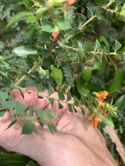 Pultenaea spinosa