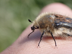 Tropinota squalida canariensis