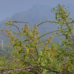 Ichnocarpus frutescens