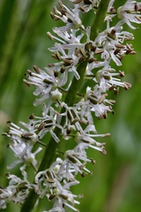 Hastingsia alba