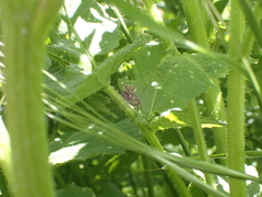 Xysticus verneaui