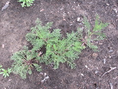 Jacobaea borysthenica