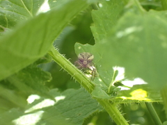 Xysticus verneaui