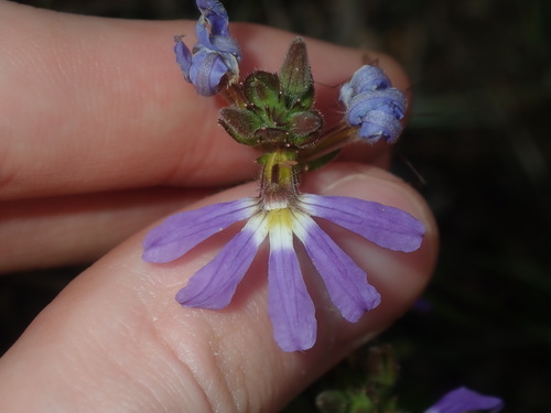 Image of Scaevola Aemula (Scaevola aemula) by (c) Thomas Mesaglio, some rights reserved (CC BY)