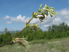 Silene densiflora
