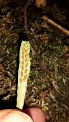 Notogrammitis ciliata