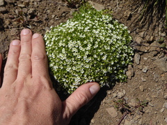 Arenaria serpens