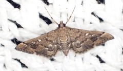 Nacoleia rhoeoalis