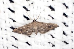 Nacoleia rhoeoalis