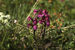 Pedicularis nordmanniana