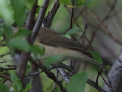 Phylloscopus sindianus