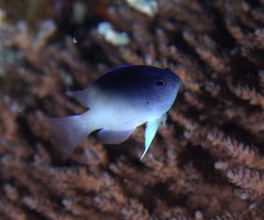 Chrysiptera rollandi