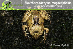 Craugastor megacephalus image