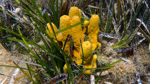 Gold Sponge, photo 8 of 8