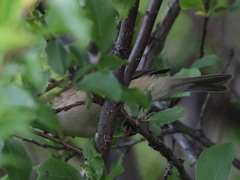 Phylloscopus sindianus