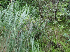 Coprosma robusta robusta