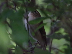 Phylloscopus sindianus