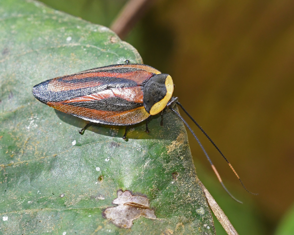 Rochaina metae