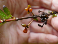 Coprosma robusta robusta