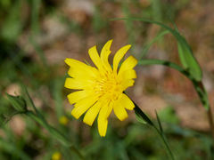 Tragopogon orientalis