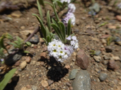 Heliotropium kurtzii