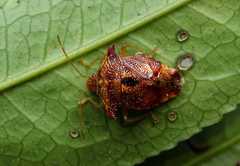 Elasmucha scutellata