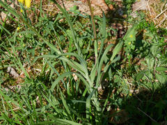 Tragopogon orientalis