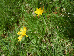 Tragopogon orientalis