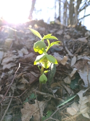 Helleborus odorus