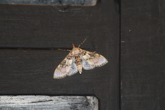 Azochis rufidiscalis