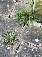 Taraxacum officinale