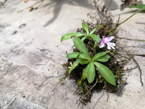 Stenoglottis fimbriata image