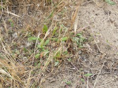 Chorizanthe cuspidata cuspidata