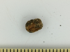 Entoloma hypogaeum