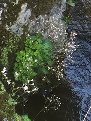 Saxifraga spathularis
