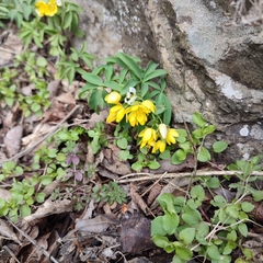 Gymnospermium altaicum