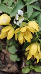 Gymnospermium altaicum