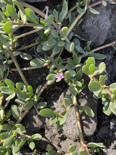 Sesuvium portulacastrum image