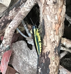 Iridotaenia bellicosa